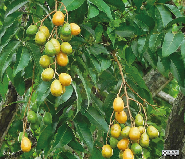 vruchten aan de gele mombinpruim