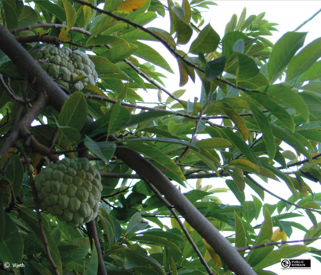 annona reticulata, custardappelboom