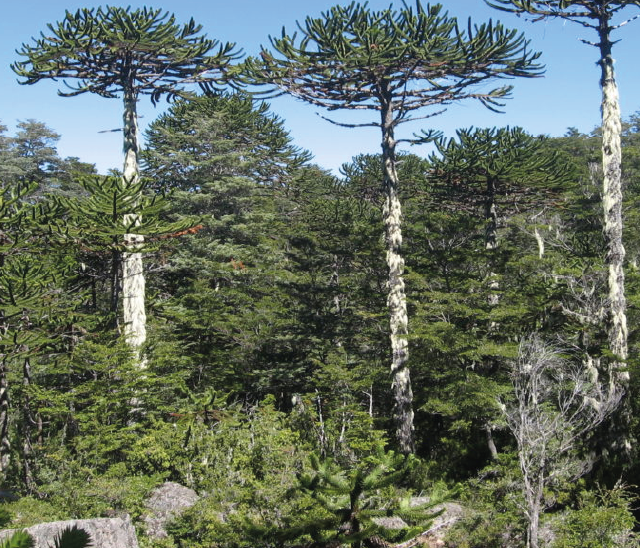 apenbomen in chili 