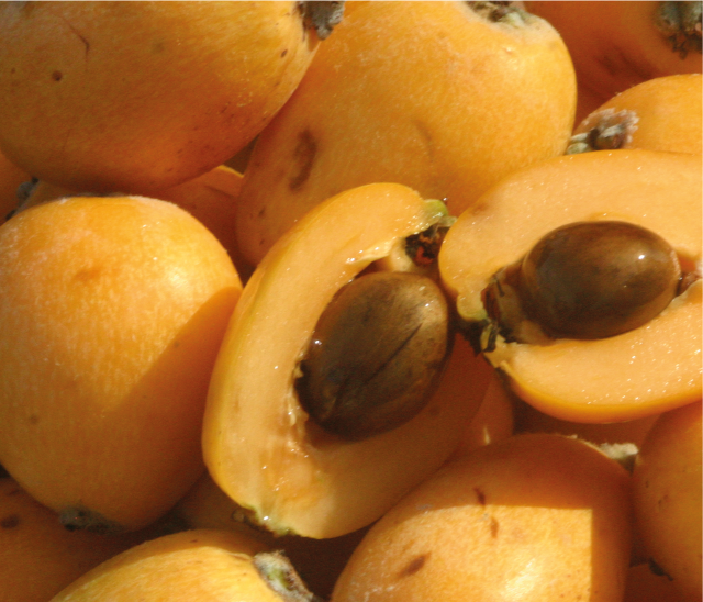 loquat