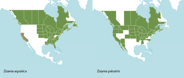 verspreidingsgebieden Z. aquatica en palustris 